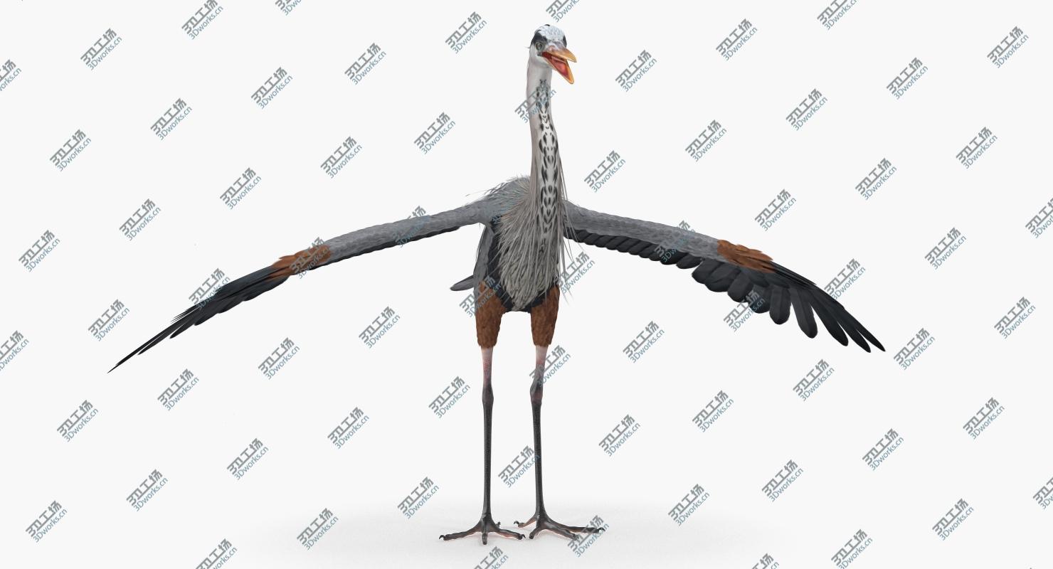 images/goods_img/202104092/Great Blue Heron Rigged for Maya 3D model/2.jpg